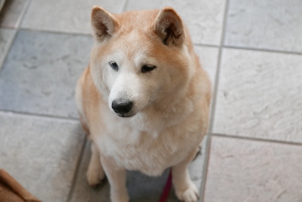犬