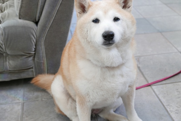犬